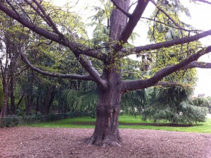 Ginkgo Biloba