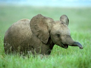 baby_elephant