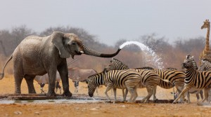 elefante-y-cebras-animales-de-la-sabana-