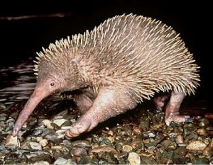 Long-beaked echidna