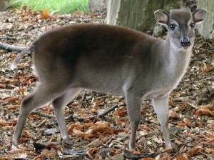 antwerpen_zoo_10-08-2010_philantomba_monticola_hybr_female_002s-130849