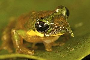 Handout photo of a long-nosed tree frog in New Guinea, Indonesia -0034954F.JPG-