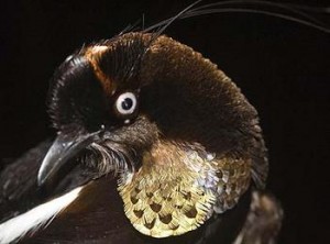 BERLEPSCH'S SIX-WIRED "LOST" BIRD OF PARADISE