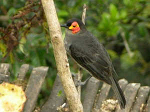 smoky-honeyeater-red-melipotes-fumigatus