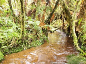 El bosque lluvioso en el oeste de la isla sur de Nueva Zelanda