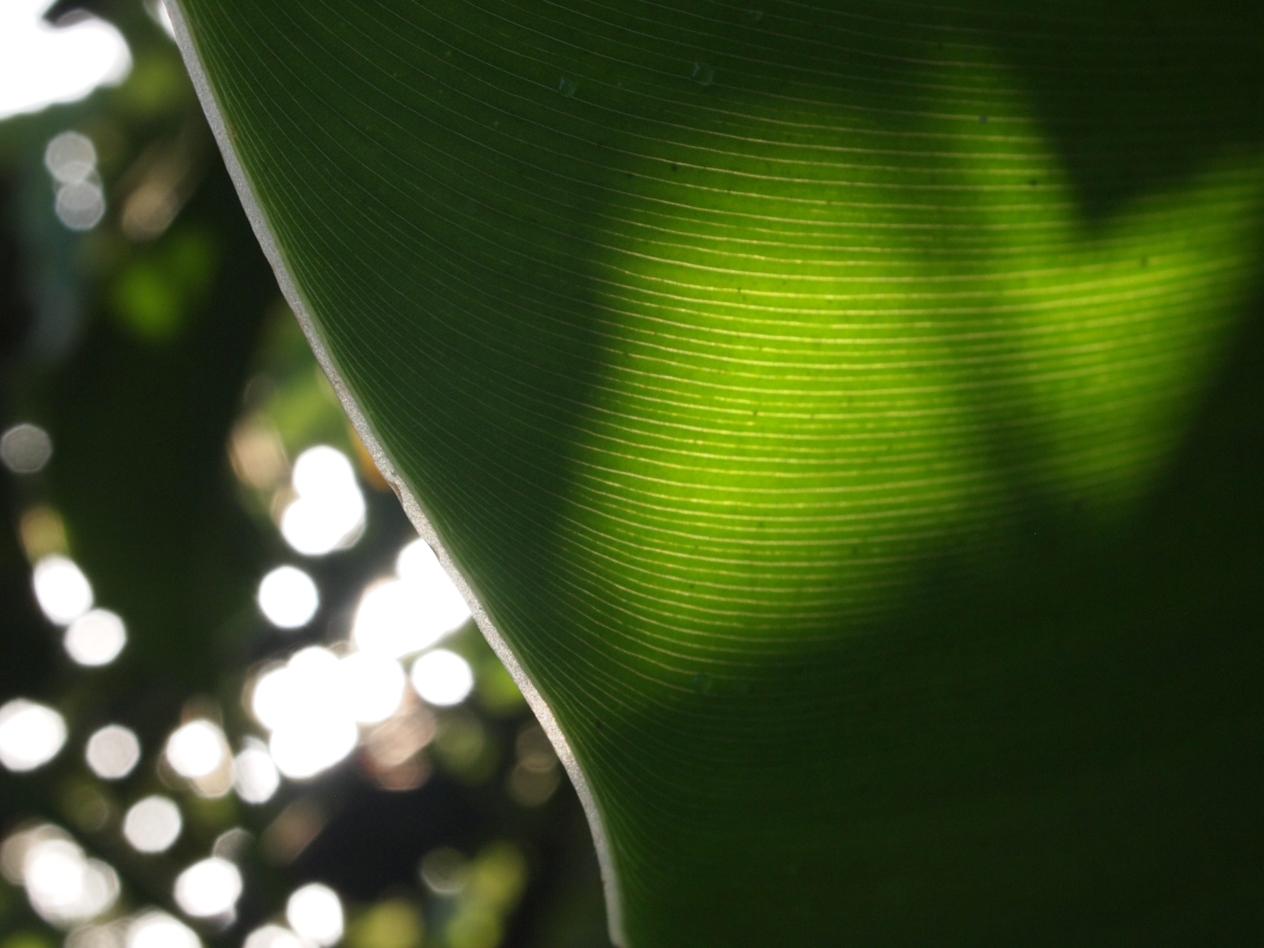 Vida íntima de las Plantas