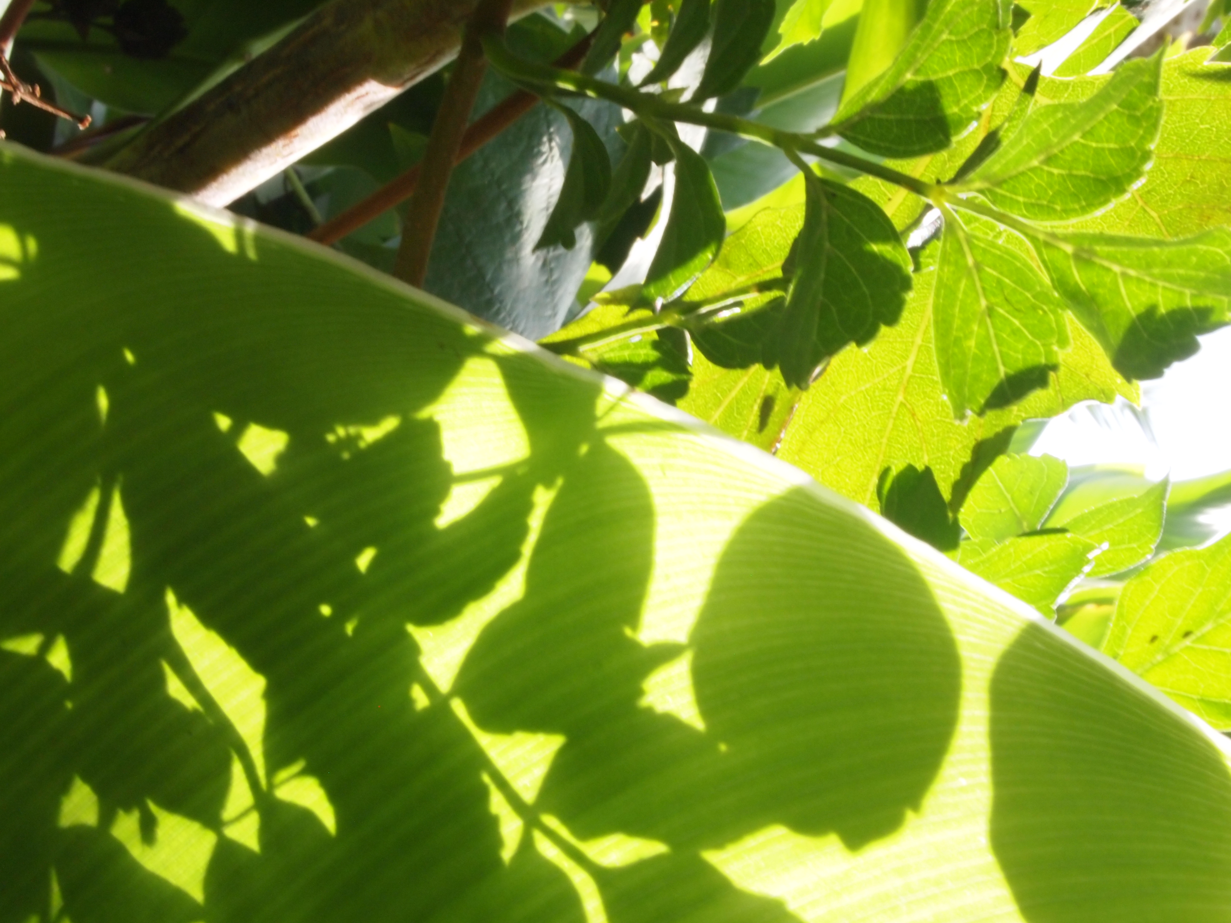 Vida íntima de las Plantas