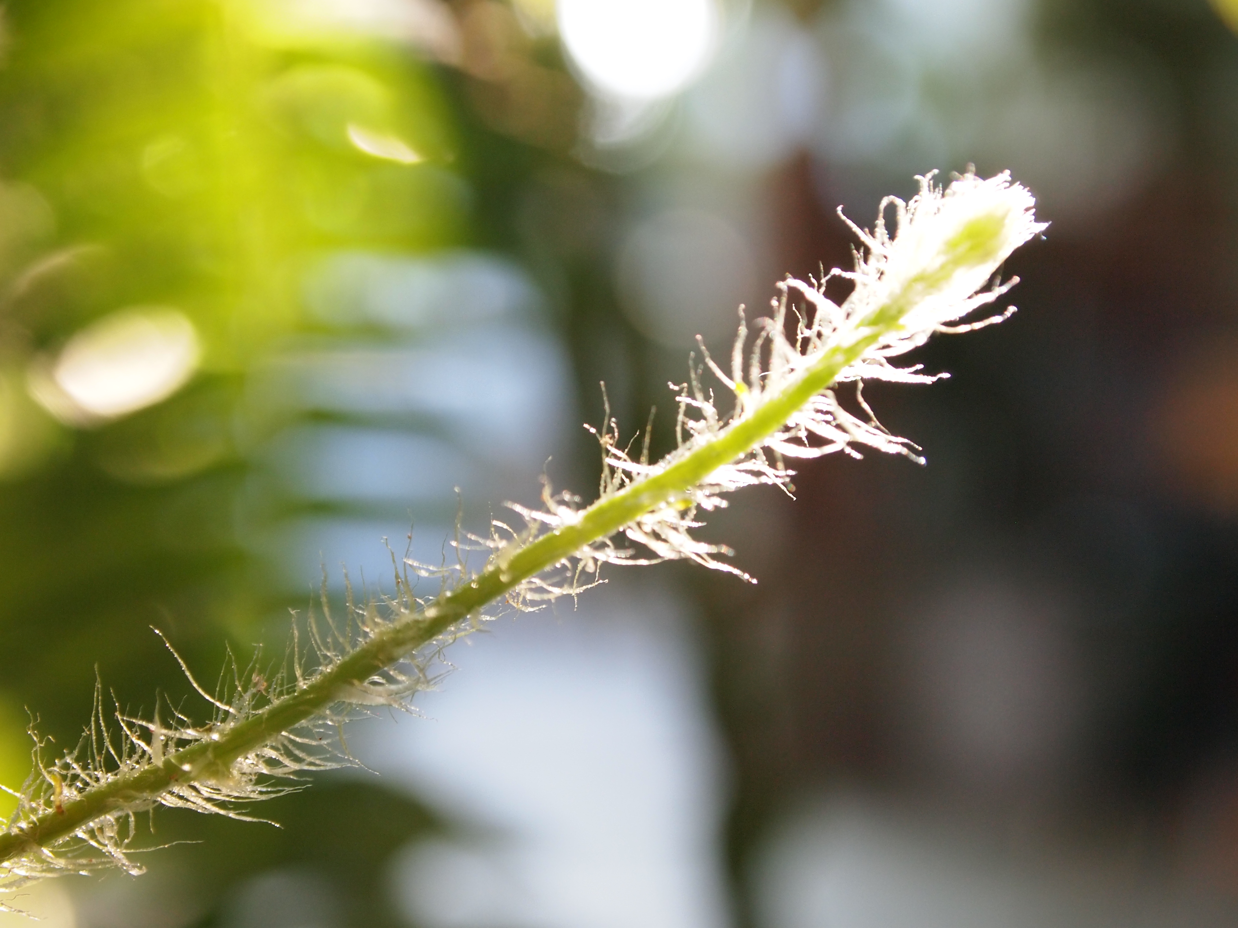 Vida íntima de las Plantas