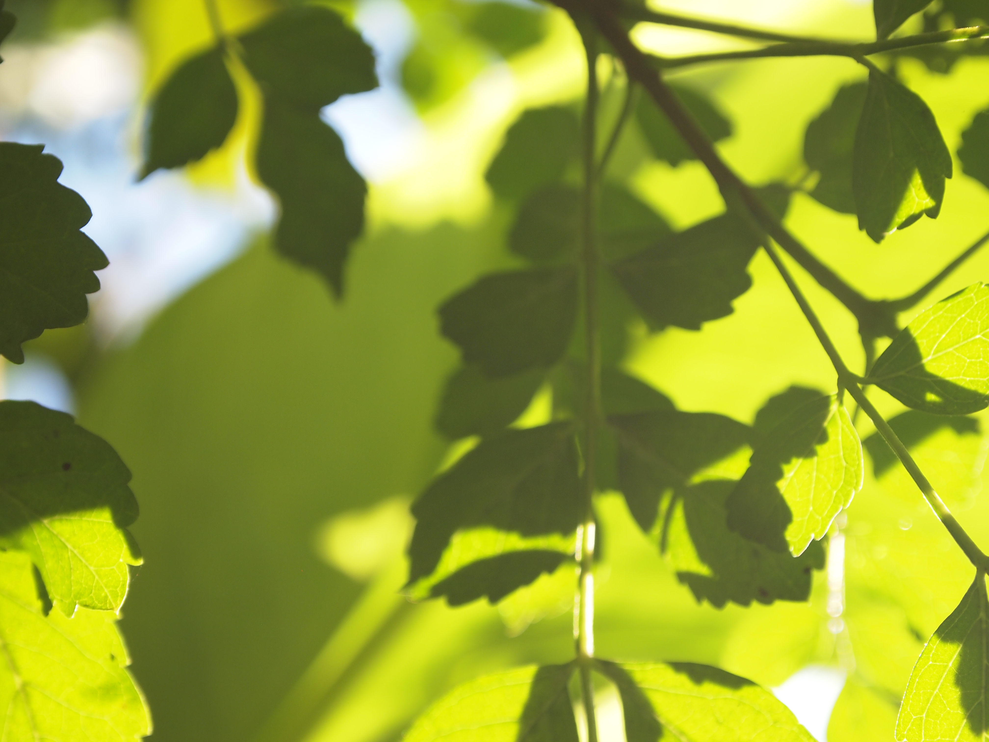 Vida íntima de las Plantas