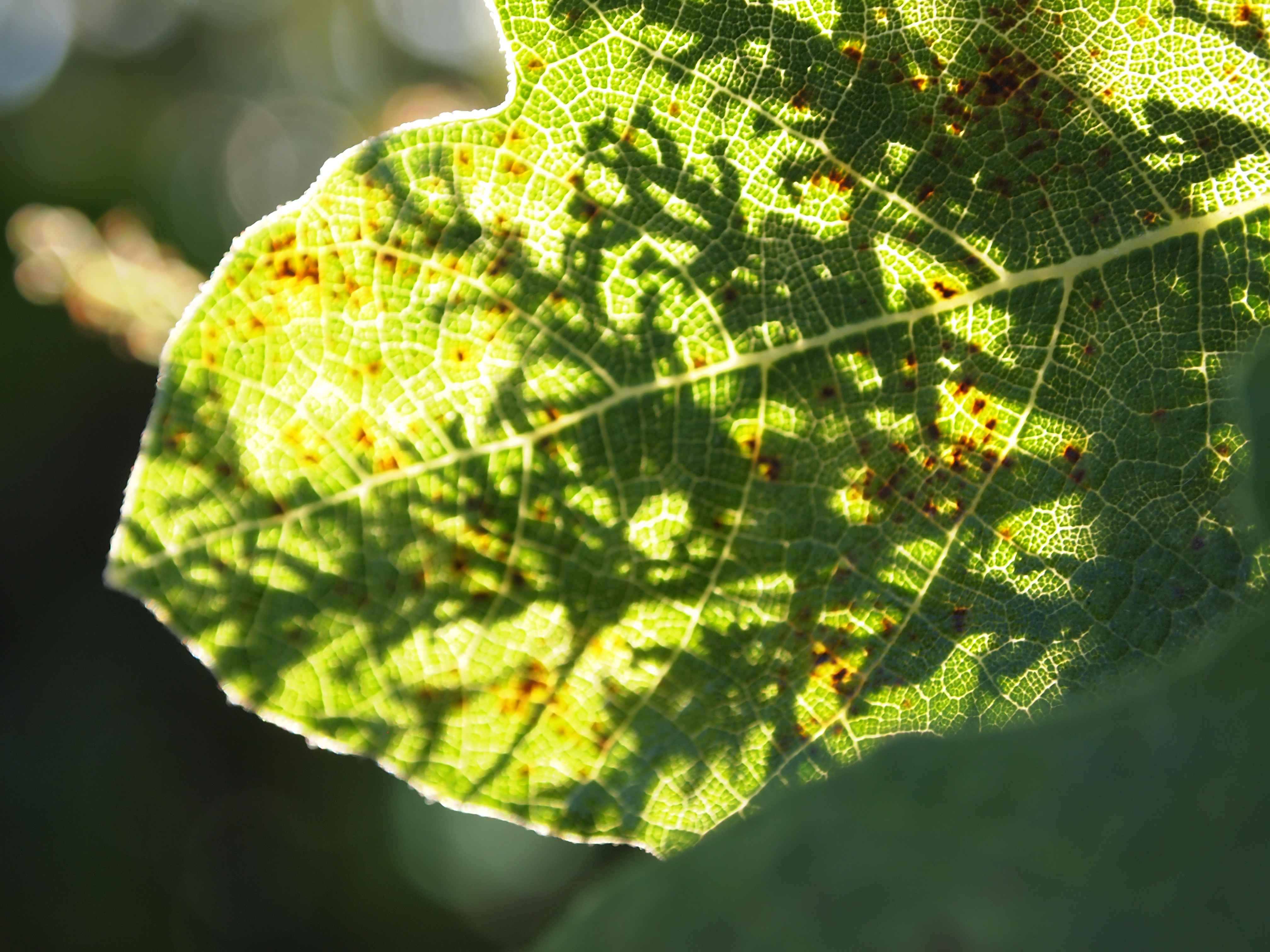 Vida íntima de las Plantas