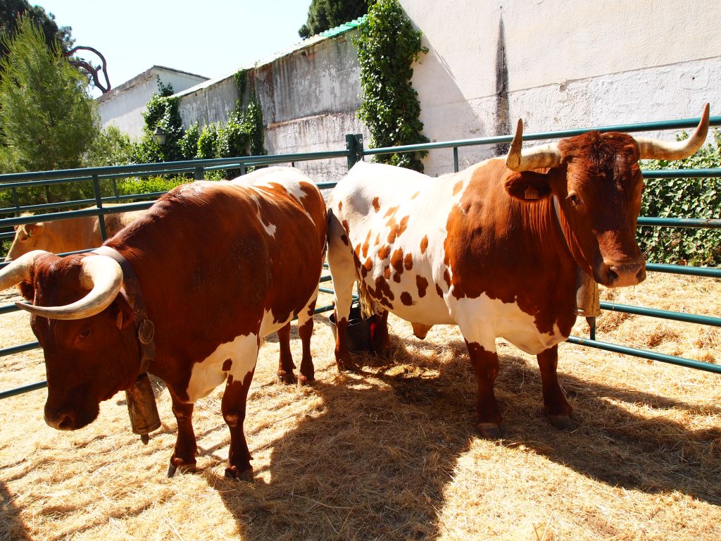 Raza Bovina Berrenda en Colorado